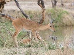 Western_Corridor2009-126